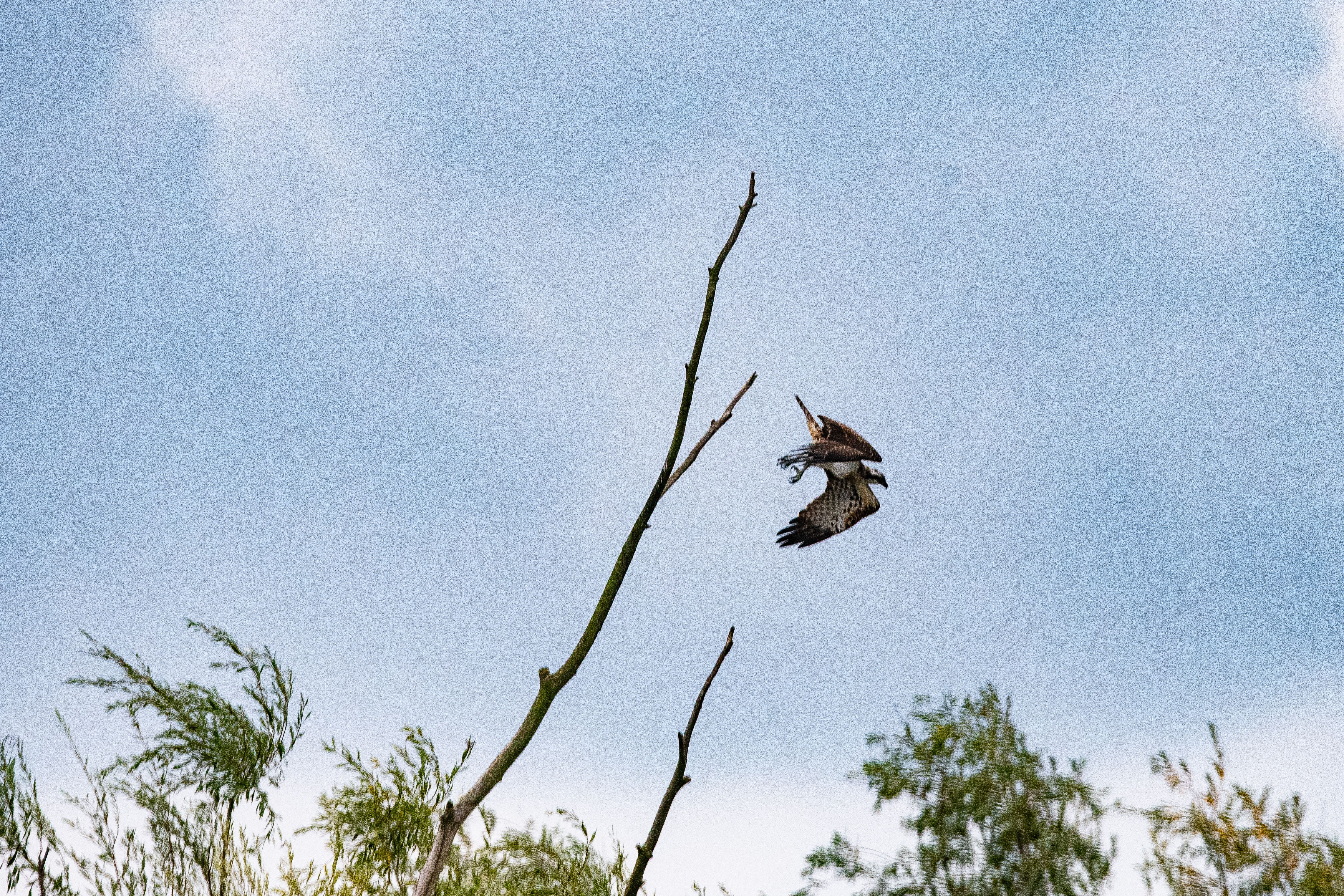 Balbuzard pêcheur juvénile (Osprey, Pandion haliaetus) plongeant depuis son perchoir du Dépôt 54 vers la proie qu'il vient de repérer dans l'eau, Réserve Naturelle de Mont-Bernanchon, Hauts de France.
